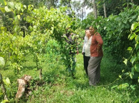 Ketfot: Desa Wisata Situmandala Ciamis Kembangkan Tanaman Kacang Sachi sebagai Daya Tarik Wisata, Foto: Eko Andryanto