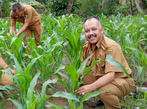 Ketpot: Camat Panawangan Kusdinar saat berada di lokasi kebun jagung