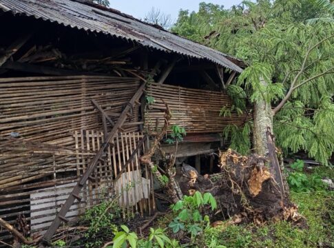 Ketpot: Rumah warga di wilayah Desa Kalapa sawit yang tertimpa pohon tumbang