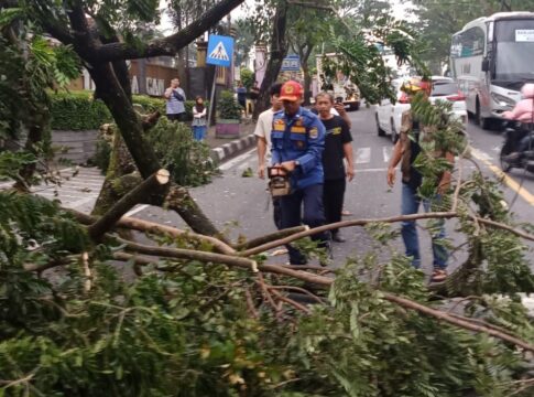 Ketpot : Pohon Trembesi Tumbang akibat terseret truk