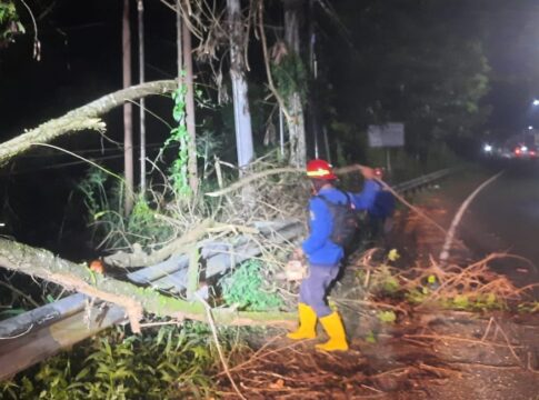 Ketpot: Petugas Damkar UPTD Ciamis saat mengevakuasi pohon Lamtoro tumbang di jalan raya Ciamis - Tasikmalaya