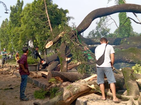 pohon raksasa tumbang fokusjabar.id