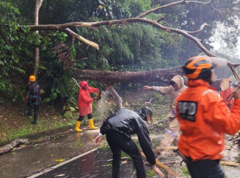 Ketpot: Personel BPBD Ciamis saat mengevakuasi pohon Petai tumbang di wilayah Desa Muktisari Cipaku Ciamis