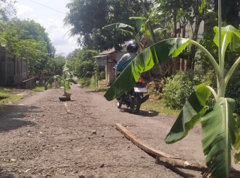 Caption: Warga Dusun Cipariuk, Desa Neglasari, Kota Banjar menggelar aksi protes jalan rusak dengan menanam pohon pisang