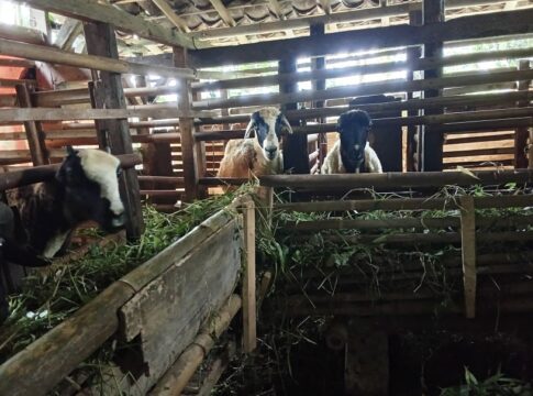 Ketpot : Kambing saat berada di Kandang nya