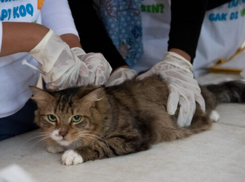 Dinas Ketahanan Pangan dan Pertanian (DKPP) Kota Bandung menyampaikan, pengendalian populasi kucing liar sebagai bentuk komitmennya dalam menjaga kesehatan hewan dan kenyamanan lingkungan masyarakat -Ist-