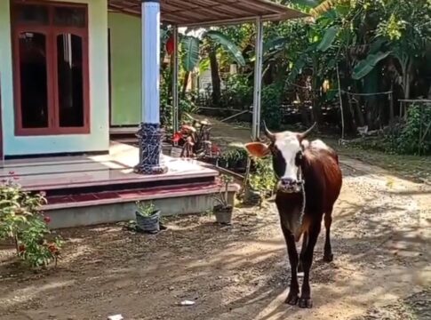 Poto: Sapi kurban saat kabur ke pemukiman warga di Ciganjeng