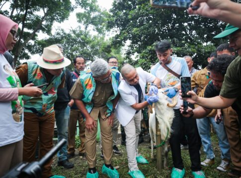Wali Kota Bandung Muhammad Farhan Saat Meninjau Langsung Pemeriksaan Ante Mortem Kesehatan Hewan Kurban di Pusat Kesejahteraan Kavaleri (Pussenkav) Jalan Salak, Kelurahan Turangga Kota Bandung Selasa (3/5/2025)-Ist-