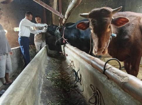Ketpot: Kepala Dinas Peternakan dan Perikanan Kabupaten Ciamis Giatno saat memeriksa Sapi hewan qurban di salah satu kandang peternak di Kecamatan Sadananya