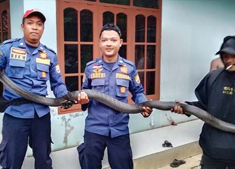 king kobra Ciamis