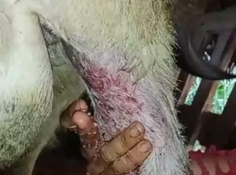 Poto: Kondisi kaki kambing bekas di serang diduga binatang buas
