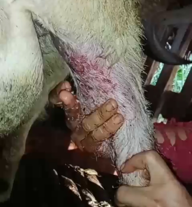 Poto: Kondisi kaki kambing bekas di serang diduga binatang buas