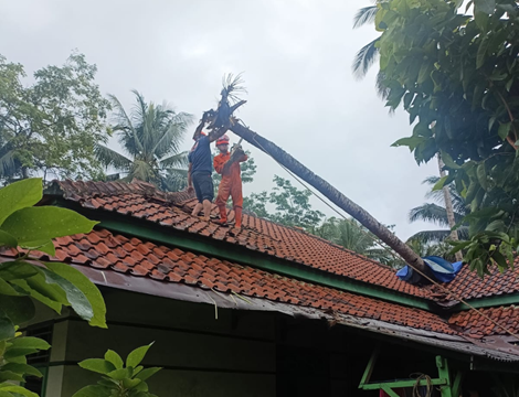 Poto: BPBD Pangandaran saat evakuasi pohon tumbang menimpa rumah Dadang Supriyadi