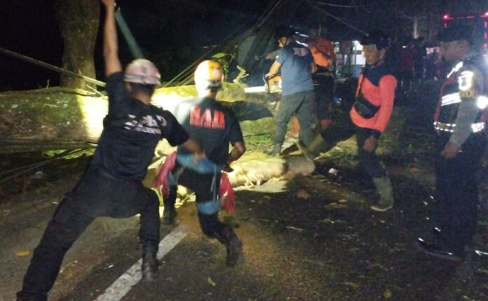 Ketpot: Tim BPBD saat mengevakuasi pohon tumbang