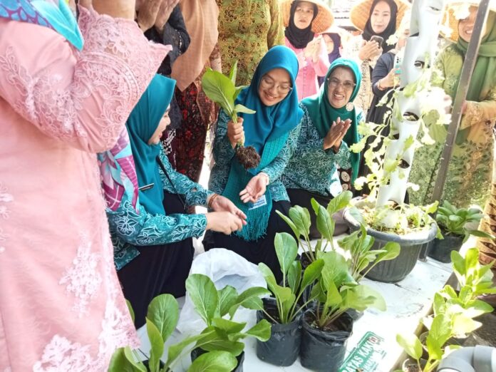 Ket foto : Ketua TP PKK dr. Elvira Kamarrow Putri bersama anggota, saat panen sayur Causin dan Pakco di KWT Mentari Tawang Kulon Kec.Tawang Kota Tasikmalaya (fokusjabar/Seda)