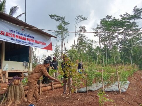 Ketpot : Lahan yang dikelola KDMP Desa Muktisari Kecamatan Cipaku Kabupaten Ciamis Jawa Barat