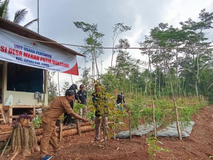 Ketpot : Lahan yang dikelola KDMP Desa Muktisari Kecamatan Cipaku Kabupaten Ciamis Jawa Barat
