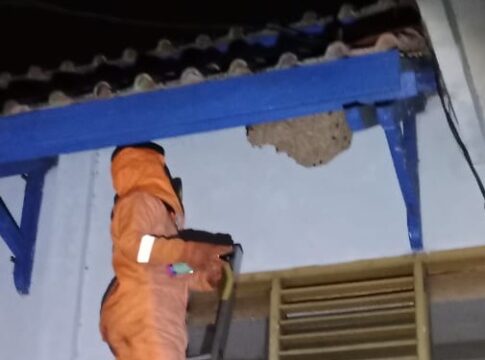 Ketpot: Petugas Damkar UPTD Ciamis saat mengevakuasi sarang Tawon vesva