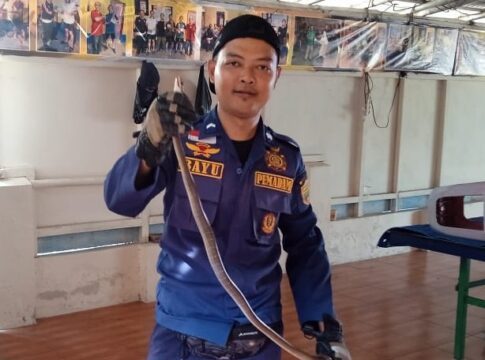 Ketpot: Ular King Kobra yang berhasil dievakuasi
