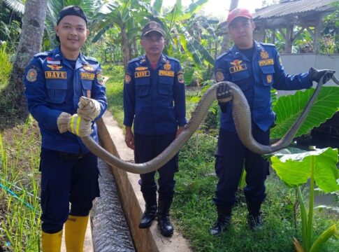 ular king kobra fokusjabar.id