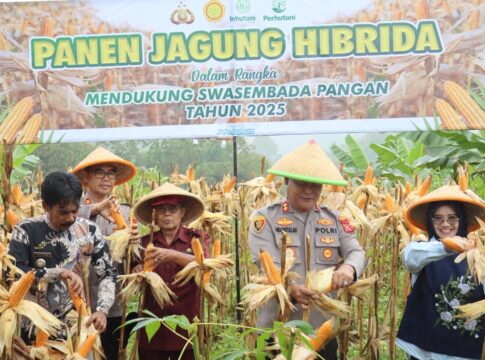 Ketpot: Kapolres Ciamis AKBP. Hidayatullah saat panen jagung di Kawali