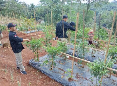 Ketpot:Panen perdana cabe rawit di lahan pertanian yang dikelola KDMP Muktisari Kecamatan Cipaku Kabupaten Ciamis