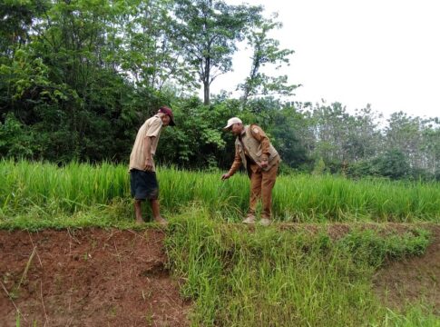 Ketpot: Tanaman padi milik petani yang digasak momyet liar saat di lihat oleh Kades Margaharja Warto (Kanan) dan Karyo petani (Kiri)