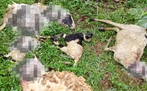 Poto: Tangkapan layar sejumlah ternak kambing usai dimangsa anjing Liar di Pangandaran.
