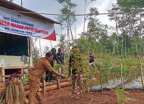 koperasi desa merah putih