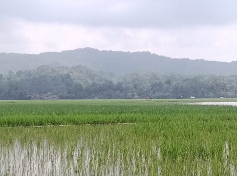 Poto: Kondisi tanaman padi di Desa Sindangwangi, kecamatan Padaherang, Kabupaten pangandaran sebagian terendam banjir.