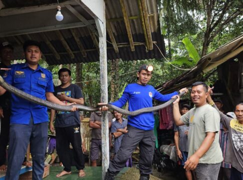 Poto: Suasana 2 ekor ular King Kobra berhasil di evakuasi petugas Damkar Pangandaran.
