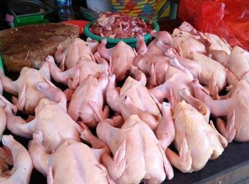 Poto: Daging Ayam Broiler (by web).