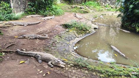 Bandung Zoo Ditutup, Pengelola Khawatir Nasib Pakan Satwa