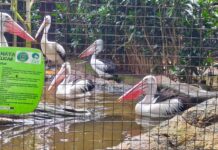 bandung zoo fokusjabar.id