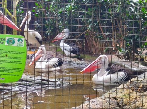 bandung zoo fokusjabar.id