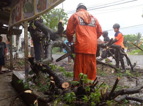 Ketpot: Personel Damkar saat mengevakuasi pohon tumbang