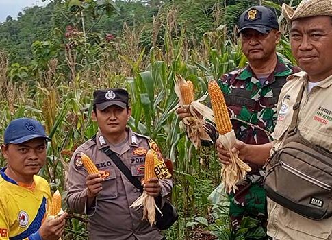 jagung pangandaran