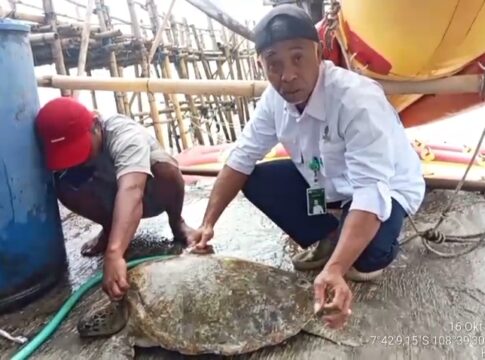 Poto: Balai Konservasi Sumber Daya Alam (BKSDA) evakuasi Seekor penyu hijau (Chelonia mydas).