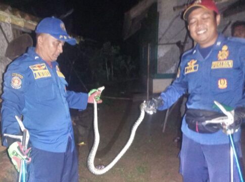 Ketpot: Personel Damkar UPTD Ciamis sesat setelah mengevakuasi ular Sanca