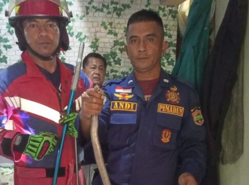 Ketpot: Personel Damkar sesaat setelah berhasil menangkap ular Kobra
