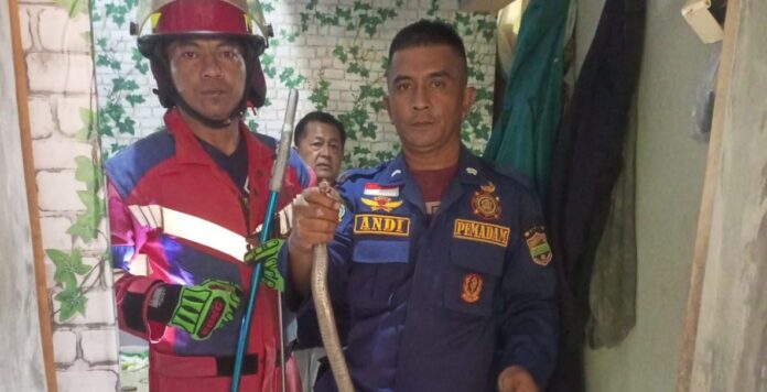 Ketpot: Personel Damkar sesaat setelah berhasil menangkap ular Kobra