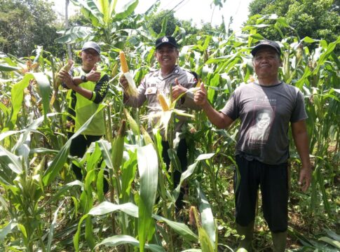 Caption: Bhabinkamtibmas Desa Cibeurem Polsek Banjar, Polres Banjar, Bripka Dede Iim, bersama Kelompok Tani Harapan Tani Mandiri, melaksanakan panen jagung