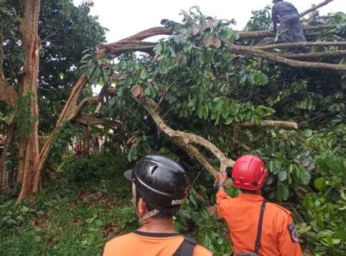 Ketpot: Pohon Dukuh tumbang timpa rumah warga di wilayah Kecamatan Baregbeg Ciamis Ketpot: Pohon Dukuh tumbang timpa rumah warga di wilayah Kecamatan Baregbeg Ciamis