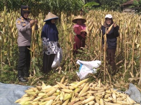 Ketpot: Kegiatan panen jagung di wilayah hukum Polsek Kawali Kabupaten Ciamis Ketpot: Kegiatan panen jagung di wilayah hukum Polsek Kawali Kabupaten Ciamis