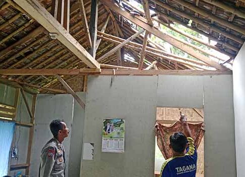 pohon tumbang