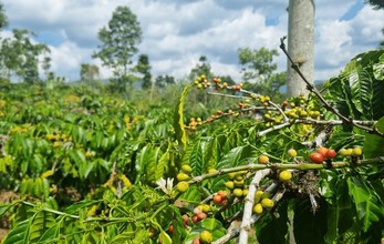 Poto; kebun kopi (by web).
