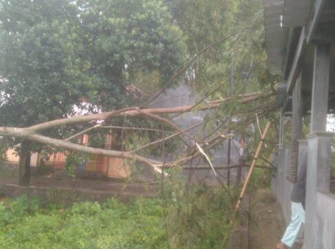 Keterangan Foto: Sebuah pohon tumbang melintang di dekat bangunan rumah warga di Desa Sukamulya, Kecamatan Pangatikan, Garut, setelah diterjang hujan deras disertai angin kencang pada Rabu (5/11/2025) sore. Bencana ini menyebabkan kerusakan pada rumah dan beberapa titik lain di wilayah tersebut.