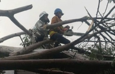 pohon tumbang fokusjabar.id