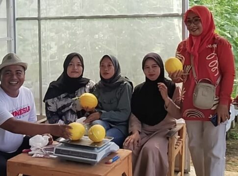 Ketpot : Melon hasil panen Bumdes Tirta Rancabala Desa Cimari Kecamatan Cikoneng Ciamis