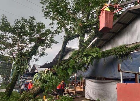 Pohon tumbang (2) pasar cikurubuk